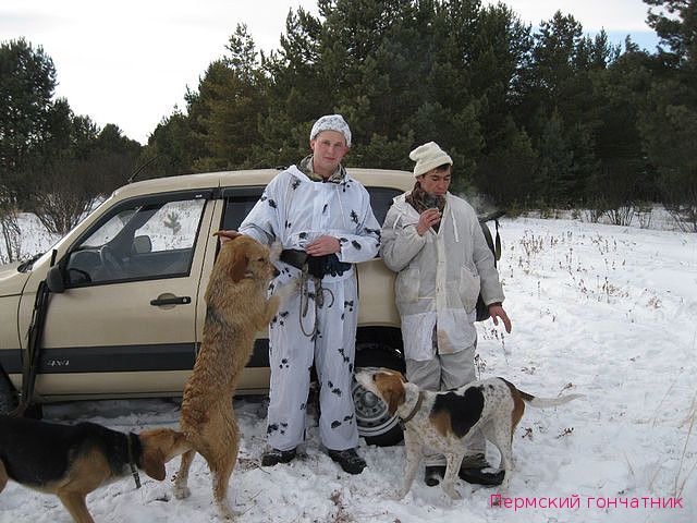 Сайт пермский гончатник