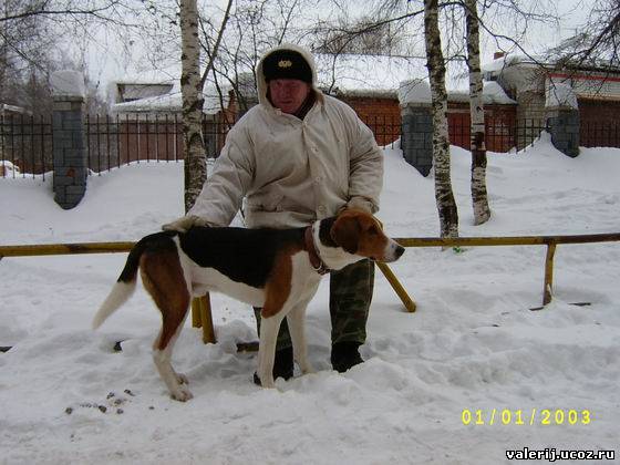 Сайт пермский гончатник